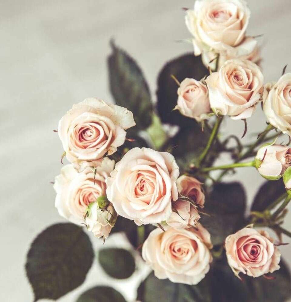 Rosor i blomsterbutiker brukar vara doftfria. Foto: Shutterstock Rosor i blomsterbutiker brukar vara doftfria. Foto: Shutterstock