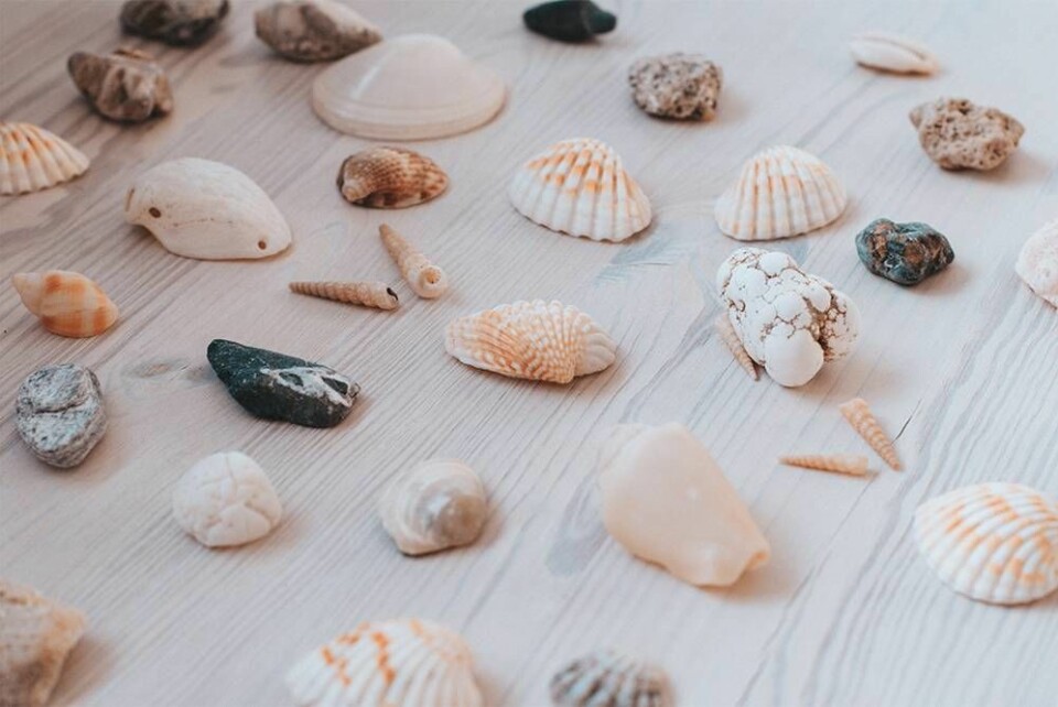 Plocka inte med dig snäckor, koraller eller stenar från stranden på semestern. Foto: Unsplash Plocka inte med dig snäckor, koraller eller stenar från stranden på semestern. Foto: Unsplash